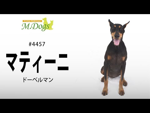 ペットモデル #4457 ドーベルマン「マティーニ」