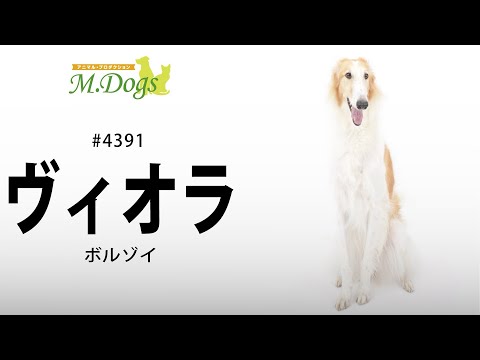 ペットモデル #4391 ボルゾイ「ヴィオラ」