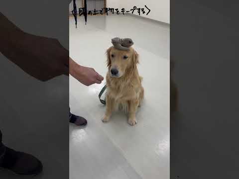 ゴールデンレトリバー｢ピース｣のプライベートレッスンの様子🐶#ペットモデル大募集 #ペットモデル #動物プロダクション #タレント犬 #ゴールデンレトリバー