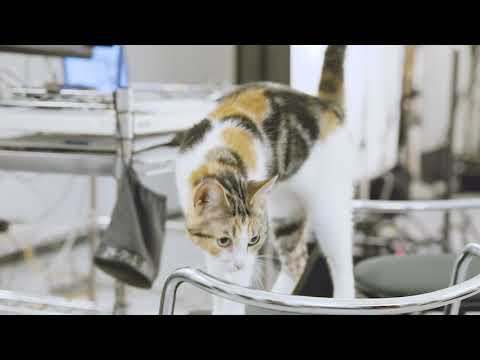 猫エージェンシー社員のキュート＆癒し動画　～カメラマンの椅子を移動するもみじさん～