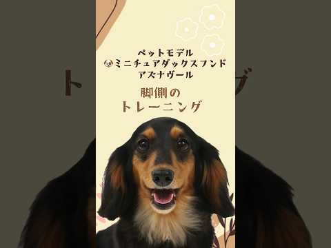 ミニチュアダックスフンド｢アズナヴール｣のプライベートレッスンの様子🐶 #bts #kpop #タレント犬 #プロダクション #ペットモデル #ミニチュアダックスフンド