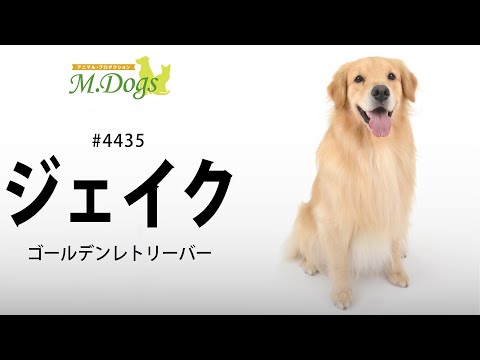 ペットモデル #4435 ゴールデンレトリバー「ジェイク」