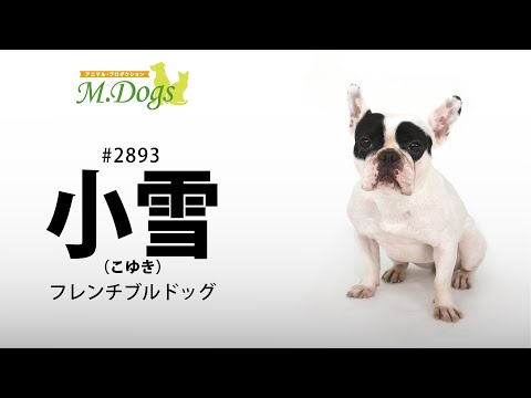 ペットモデル#2893 フレンチブルドッグ｢小雪（こゆき）｣のテクニカル動画【指示でアゴ付け】