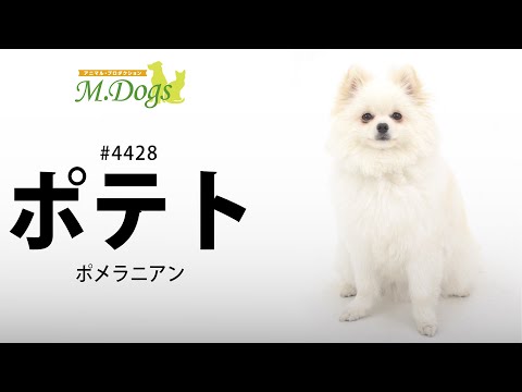 ペットモデル #4428 ポメラニアン｢ポテト｣