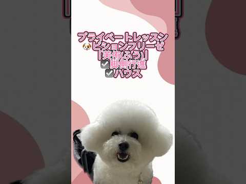 ビションフリーゼ｢芙侑｣のプライベートレッスンの様子🐶 #ペットモデル大募集 #dog #プロダクション #動物プロダクション #犬のいる暮らし #ペットモデル #ビションフリーゼ