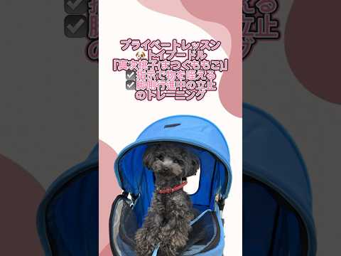 トイプードル｢真次桃子｣のプライベートレッスンの様子🐶 #ペットモデル大募集 #ペットモデル #動物プロダクション #タレント犬 #トイプードル