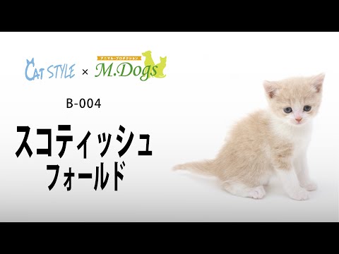キャットスタイル 子猫 紹介#004 スコティッシュフォールド
