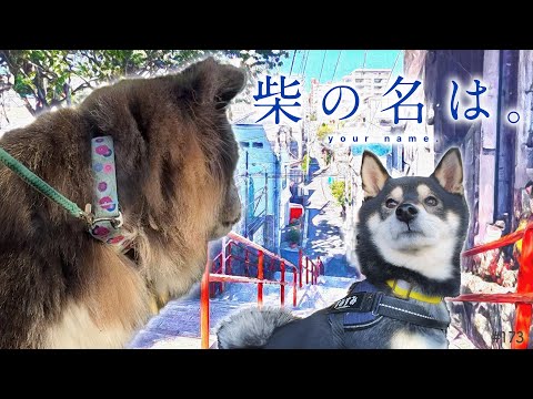 柴の名は。～柴犬と秋田犬が入れ替わってるぅ～