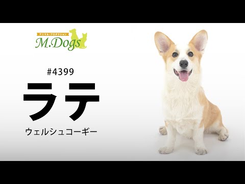 ペットモデル#4399 コーギー「ラテ」のテクニカル動画【支持で吠えろ】