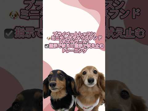 ミニチュアダックスフンド｢アズナヴール｣のプライベートレッスンの様子🐶 #ペットモデル大募集 #ペットモデル #動物プロダクション #ミニチュアダックスフンド