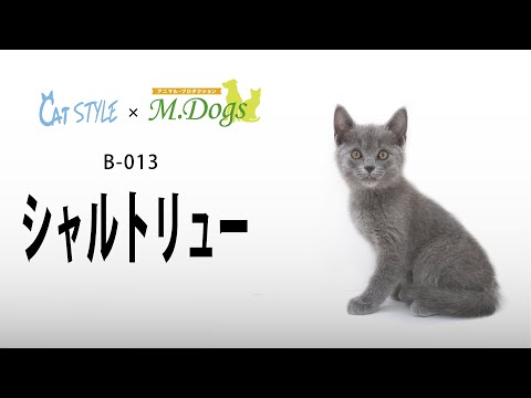 キャットスタイル 子猫 紹介 #013 シャルトリュー