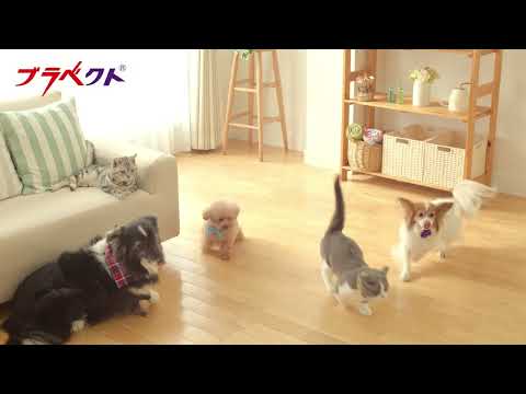 ブラベクト WEB CM