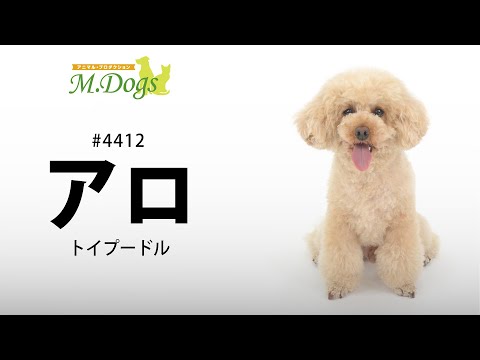 ペットモデル#4412 トイプードル｢アロ｣