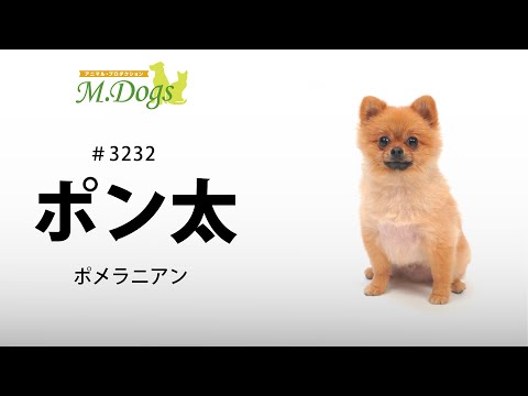 ペットモデル #3232 ポメラニアン「ポン太」