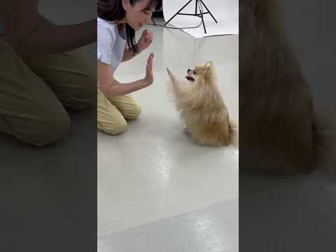 ポメラニアン｢ノエル｣のプライベートレッスンの様子🐶 #ペットモデル大募集 #ペットモデル #動物プロダクション #タレント犬 #犬好きさんと繋がりたい #いぬのいる生活 #ポメラニアン