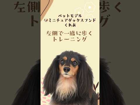 ミニチュアダックスフンド｢くれあ｣のプライベートレッスンの様子🐶 #タレント犬 #プロダクション #ペットモデル #トレーニング #ミニチュアダックスフンド