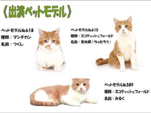 2021年4月4日開催【タレント猫育成講座】ムービー～その①～