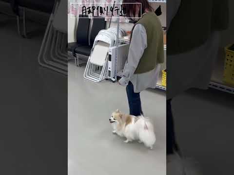 ポメラニアン｢チャナ｣のプライベートレッスンの様子🐶#動物プロダクション #ペットモデル #タレント犬 #ポメラニアン