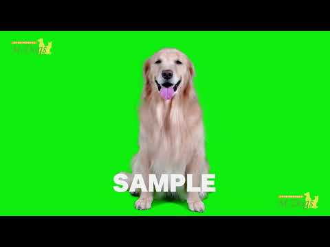 クロマキー撮影 SAMPLE ゴールデンレトリバー「すみれ」1 【エムドッグス オリジナル】#クロマキー素材