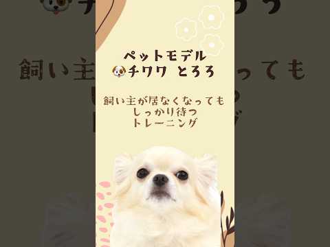 チワワ｢とろろ｣のプライベートレッスンの様子🐶 #rap #anime #タレント犬 #ペットモデル #ペットモデル大募集 #メディアへ出演 #動物プロダクション