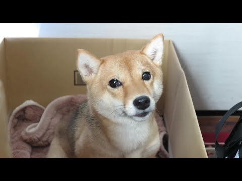 〈交通安全〉 はなちゃんとおばあちゃん メイキングver.