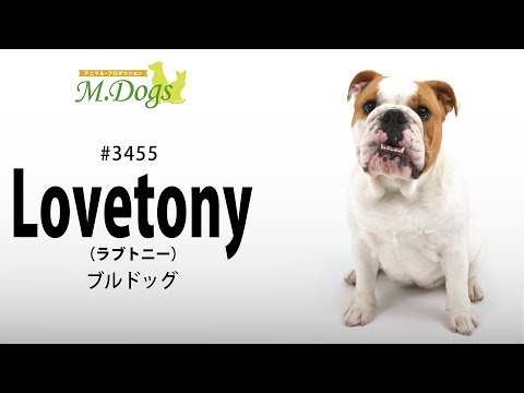 ペットモデル #3455 ブルドッグ「Lovetony(ラブトニー)」のテクニカル動画【指示で吠えろ】