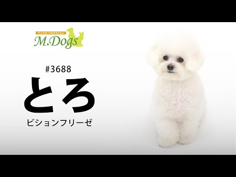 ペットモデル #3688 ビション「とろ」のテクニカル動画【指示で吠えろ】