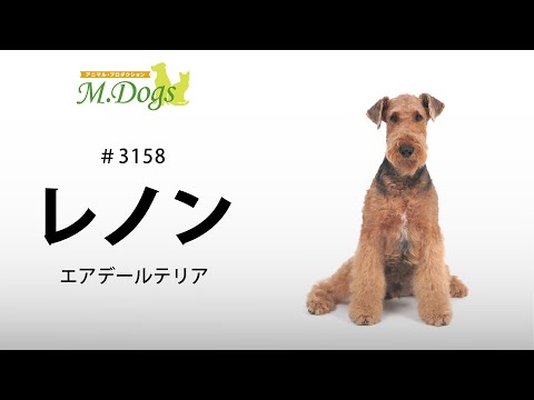 ペットモデル #3158 エアデールテリア｢レノン｣