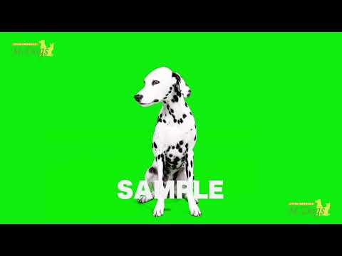 クロマキー撮影 SAMPLE ダルメシアン「サリー」1 【エムドッグス オリジナル】#クロマキー素材