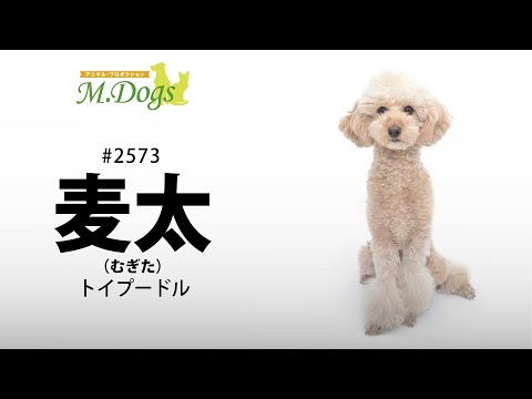 ペットモデル #2573 トイプードル「麦太」【指示で吠えろ】