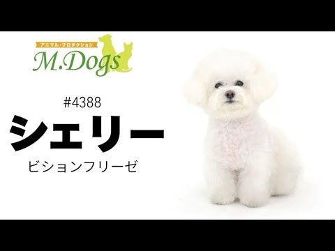 ペットモデル #4388 ビションフリーゼ「シェリー」テクニカル動画【指示でアゴつけ】