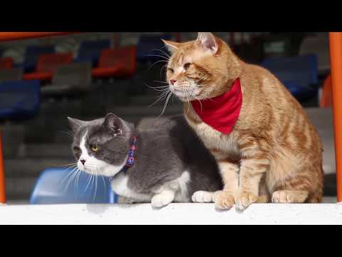 猫から目線でレース場紹介　キュート＆癒し動画　～息ぴったりの2匹～