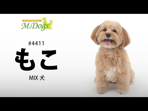 ペットモデル#4411 MIX犬 ｢もこ｣