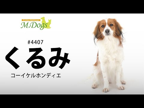 ペットモデル #4407 コーイケルホンディエ「くるみ」