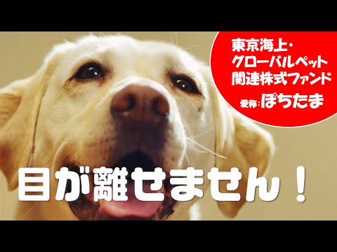 東京海上・グローバルペット関連株式ファンド【ぽちたま生討論 ～ファンドの魅力のご紹介～】