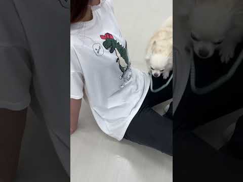 チワワ｢とろろ｣のプライベートレッスンの様子🐶 #ペットモデル大募集 #ペットモデル #動物プロダクション #タレント猫 #タレント犬 #メディアへ出演 #チワワ #とろろ