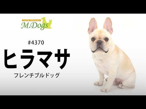 ペットモデル #4370 フレンチブルドッグ「ヒラマサ」