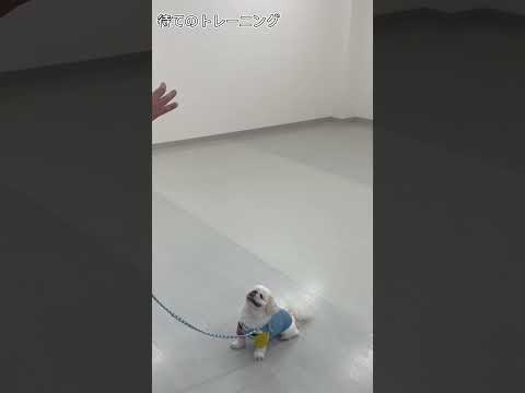 ペキニーズ｢ふくまる｣のプライベートレッスンの様子🐶 #ペットモデル大募集 #dog #プロダクション #動物プロダクション #ペットモデル #cat #ペキニーズ