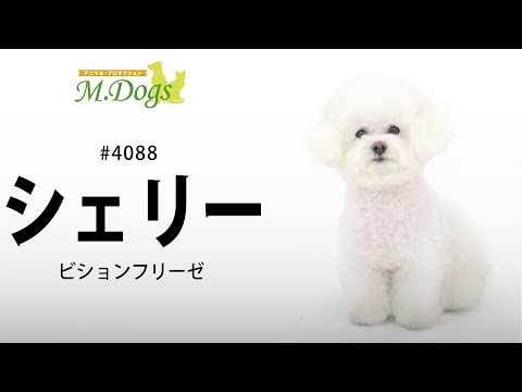ペットモデル #4088 ビションフリーゼ「シェリー」