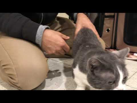 猫から目線でレース場紹介　キュート＆癒し動画　～体を拭いてもらうたわしくん～