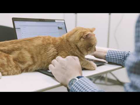 猫エージェンシー社員のキュート＆癒し動画　～お仕事中にパソコンに乗って邪魔するオレンジくん～