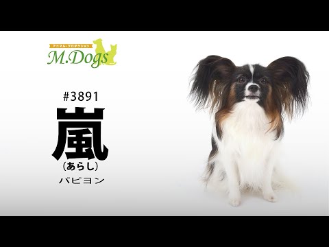 ペットモデル #3891 パピヨン「嵐(あらし)」