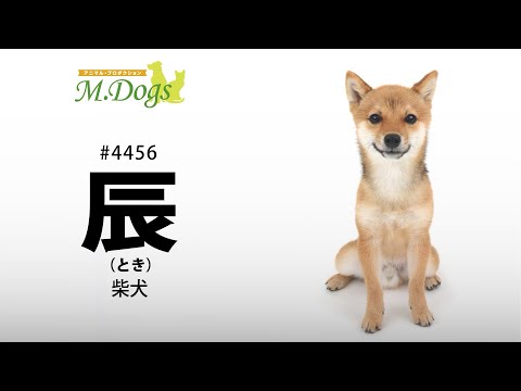 ペットモデル #4456 柴犬「辰(とき)」