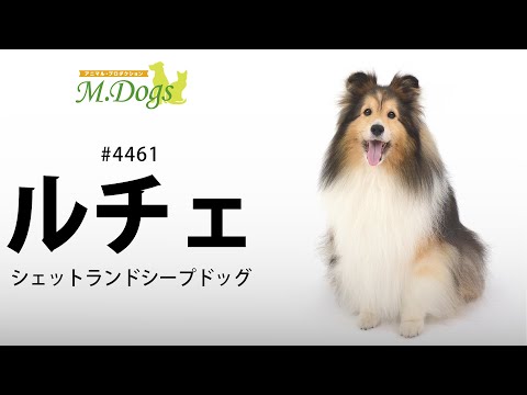 ペットモデル #4461 シェットランドシープドッグ「ルチェ」