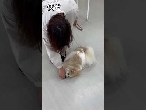 ポメラニアン｢チャナ｣のプライベートレッスンの様子🐶 #ペットモデル大募集 #ペットモデル #動物プロダクション #タレント犬 #犬好きさんと繋がりたい #いぬのいる生活