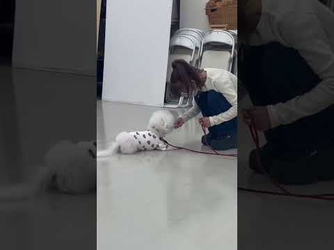 ビションフリーゼ｢ソーム｣のプライベートレッスンの様子🐶 #ペットモデル大募集 #dog #プロダクション #動物プロダクション #ペットモデル #ビションフリーゼ