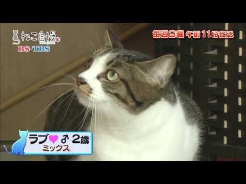 ねこ自慢＃25ご出演ニャンコたち【12月29日OA】