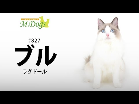 ペットモデル #827 ラグドール「ブル」