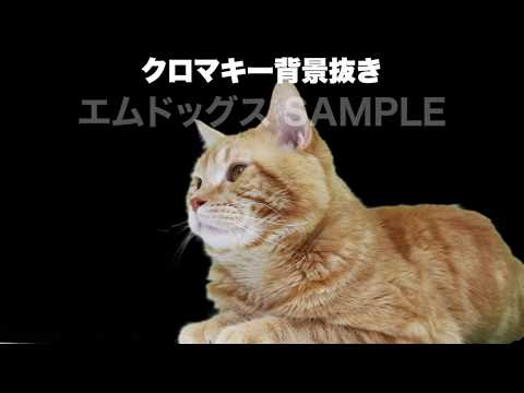 クロマキー撮影SAMPLE 「オレンジ」 アメリカンショートヘア