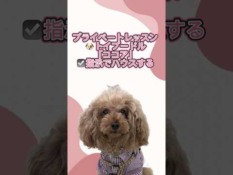 トイプードル｢ココア｣のプライベートレッスンの様子🐶 #ペットモデル大募集 #dog #プロダクション #ペットモデル #動物プロダクション
